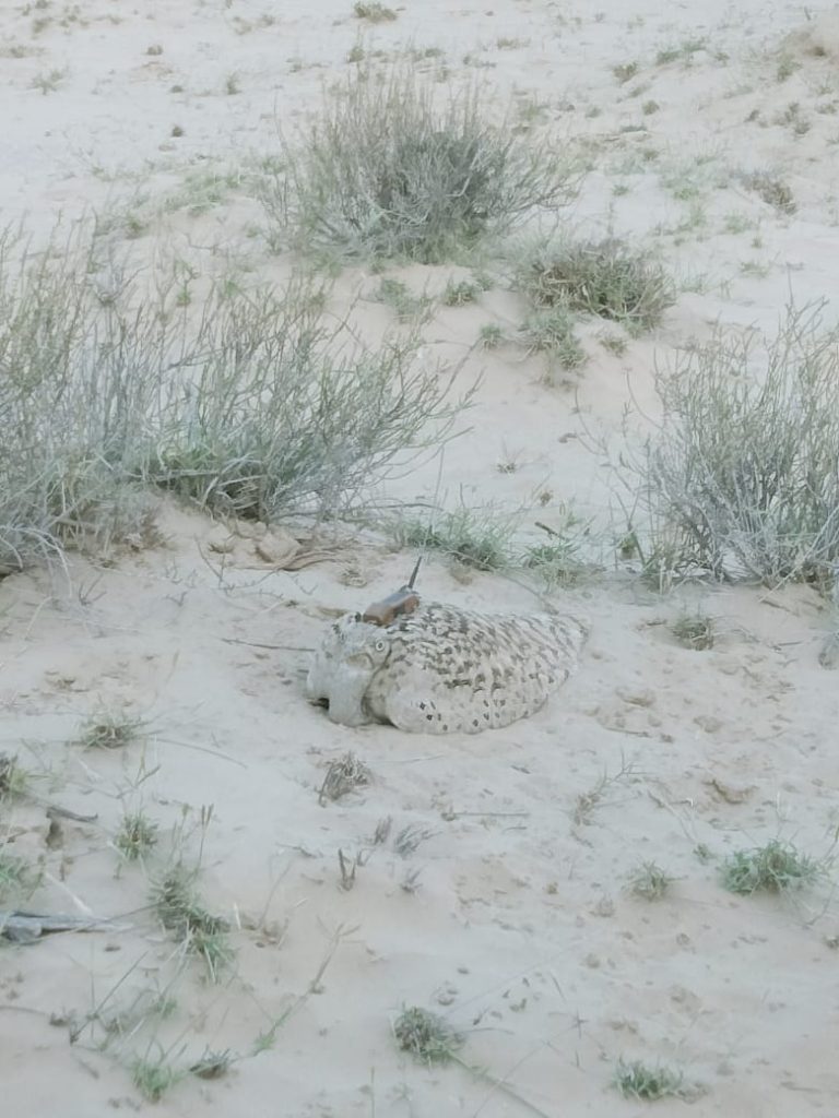 A female houbara tagged with transmitter is hatching her eggs in the wild