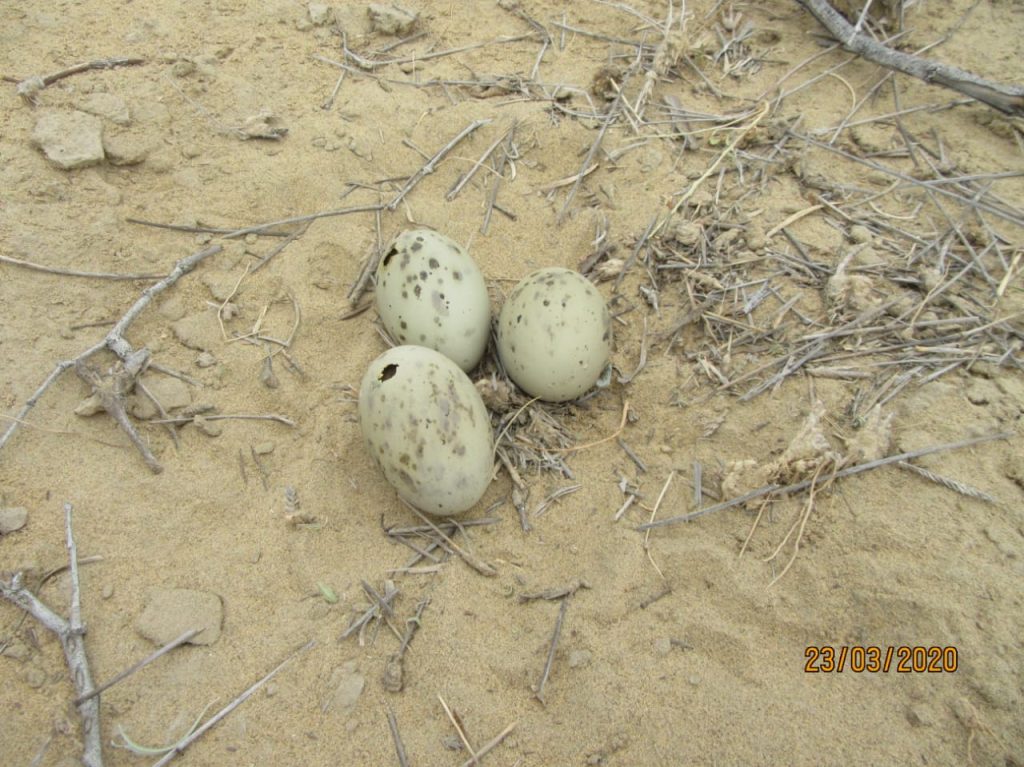 Pipped eggs ready for hatching of chicks