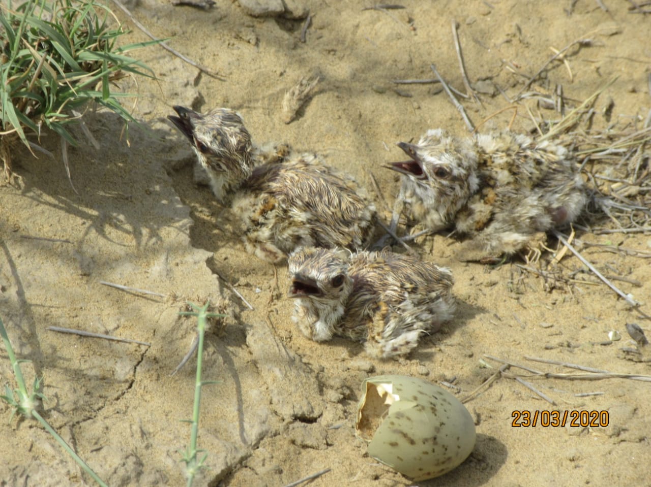 Fresh brood of houbara chicks